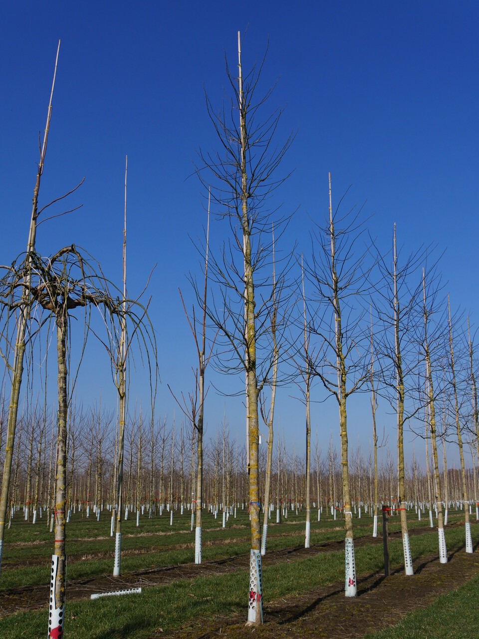 Styphnolobium japonicum PRINCETON UPRIGHT ('Fleright